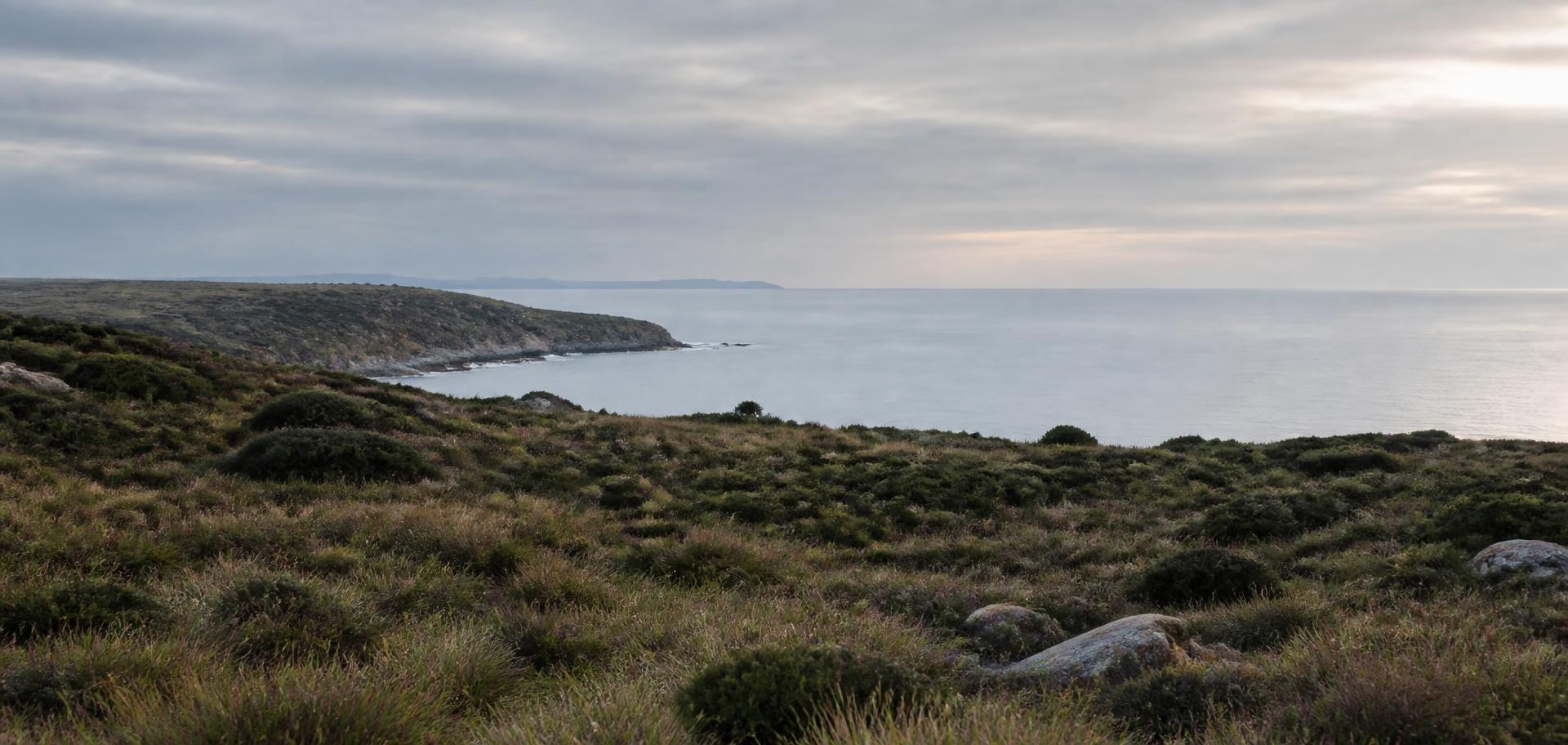 Australian coastal headland with low scrub under soft early morning light